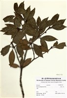 藏品(白花八角)的圖片